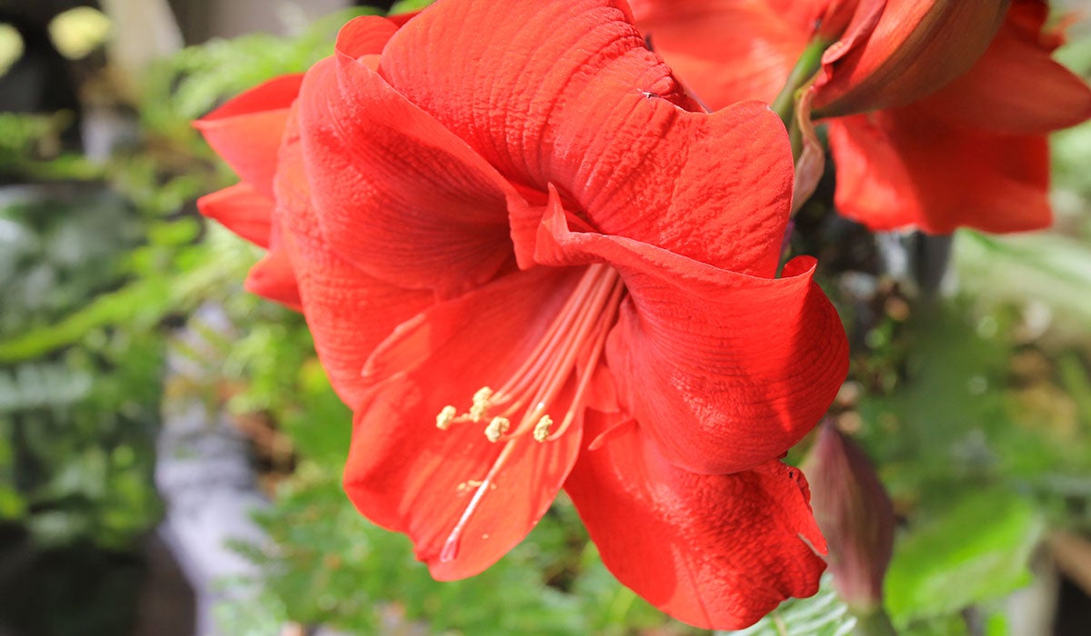 A large, bright red flower