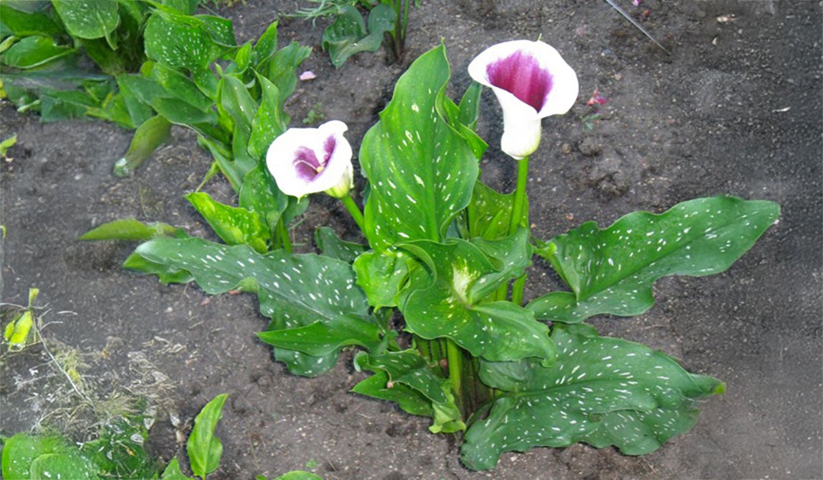 Calla lily plant with white to pink flowers