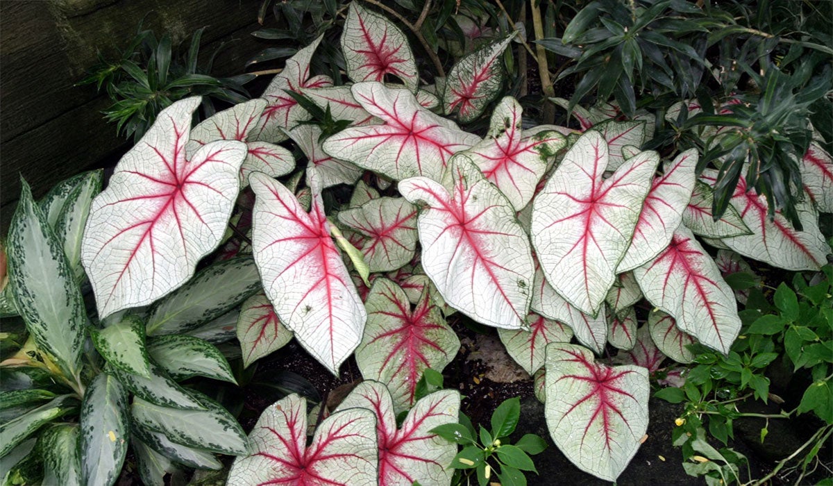 caladium plant with bright white leaves with pink veins