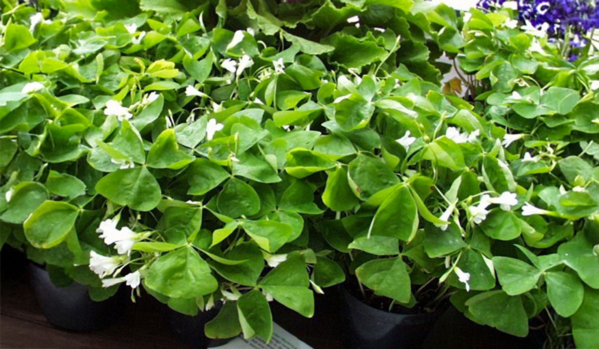 A green shamrock plant with delicate white flowers