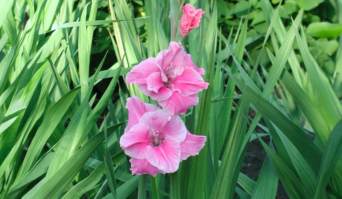gladiolus plant with large, pink to white flowers