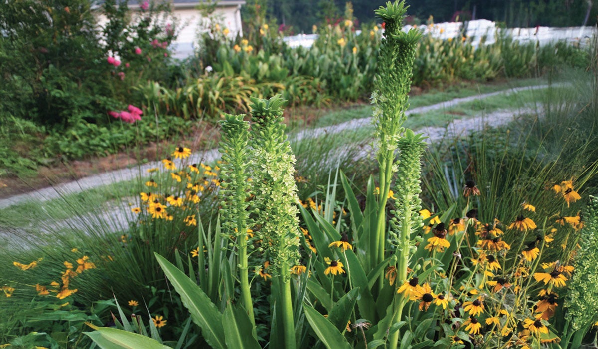 Pineapple lily plant with spire-like stems and yellow flowers