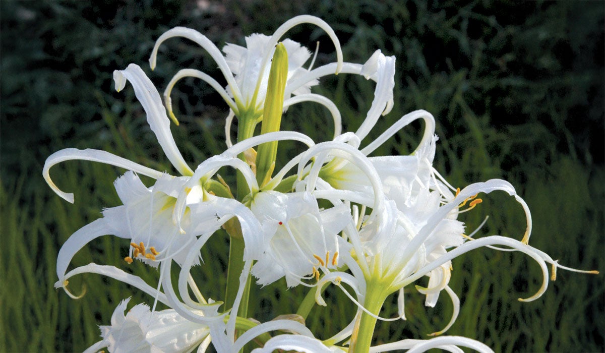 a large, stringly white flower with a bright yellow-green stem