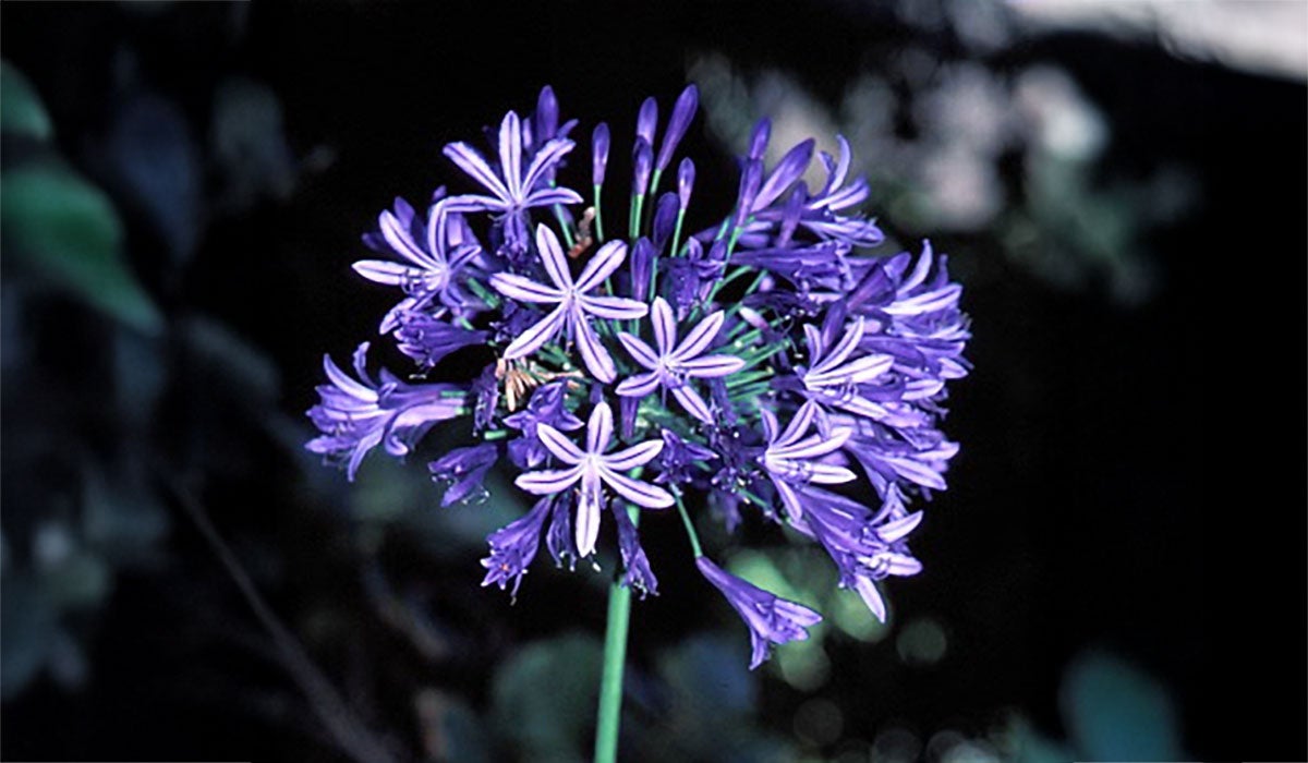 a large, puffy purple flower with star-shaped petals