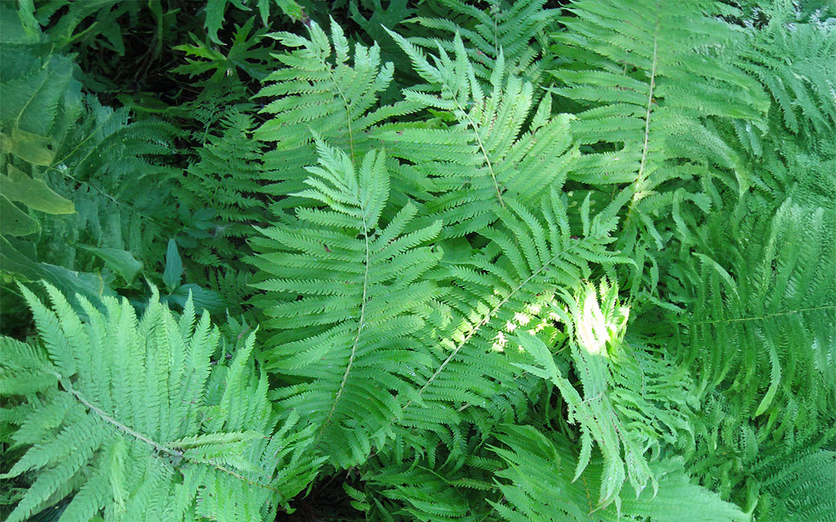 a bright, green fern growing in a shady garden