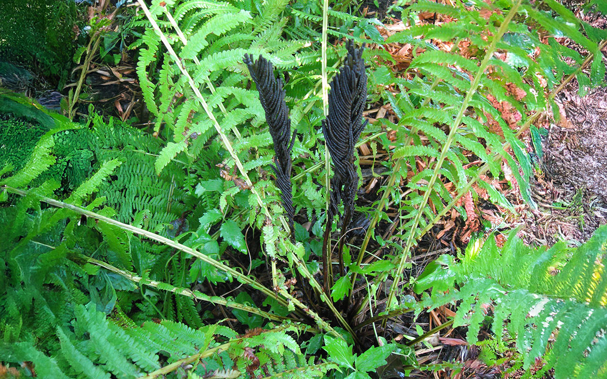 a bright green fern plant with three dark brown fern growths in the center