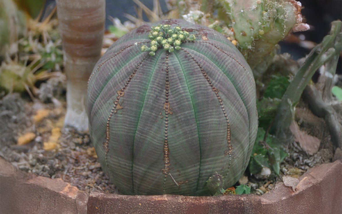 A round, baseball-shaped plant with a cluster of white flowers at the top.