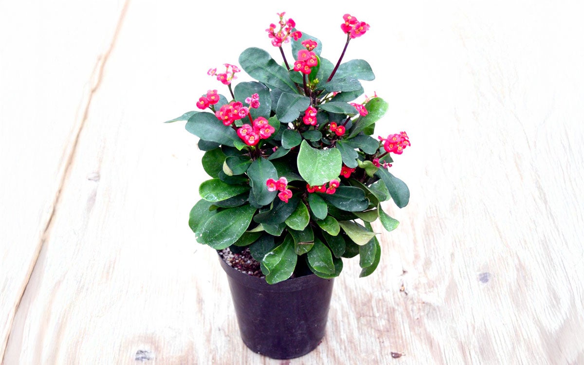 A potted plant with branching pink flowers.