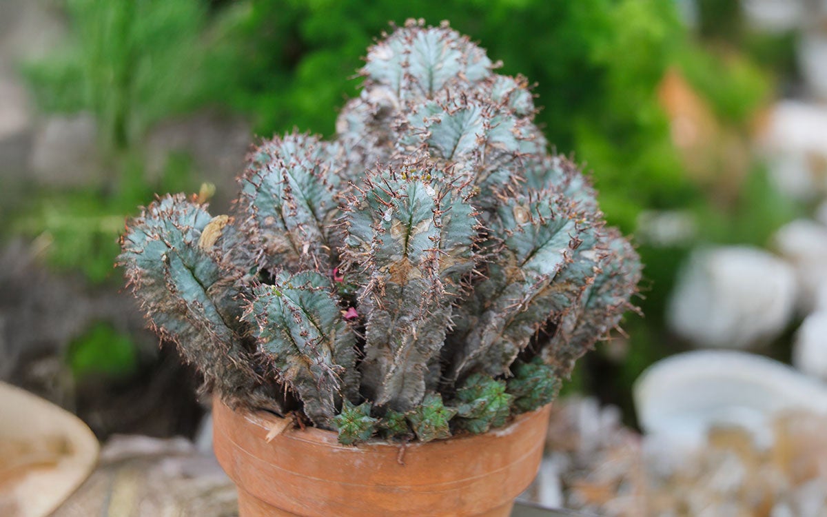 A cactus-like plant with green and white growths and brown spines.