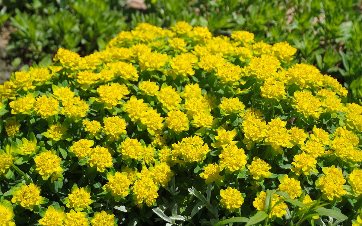 a sprawling bed of bright yellow flowers