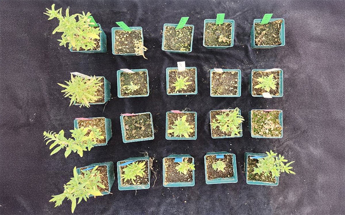 Green to yellow kochia plants within twenty, separate green pots filled with brown soil. Green, white, pink and blue marker stakes are within the pots denoting treatments.