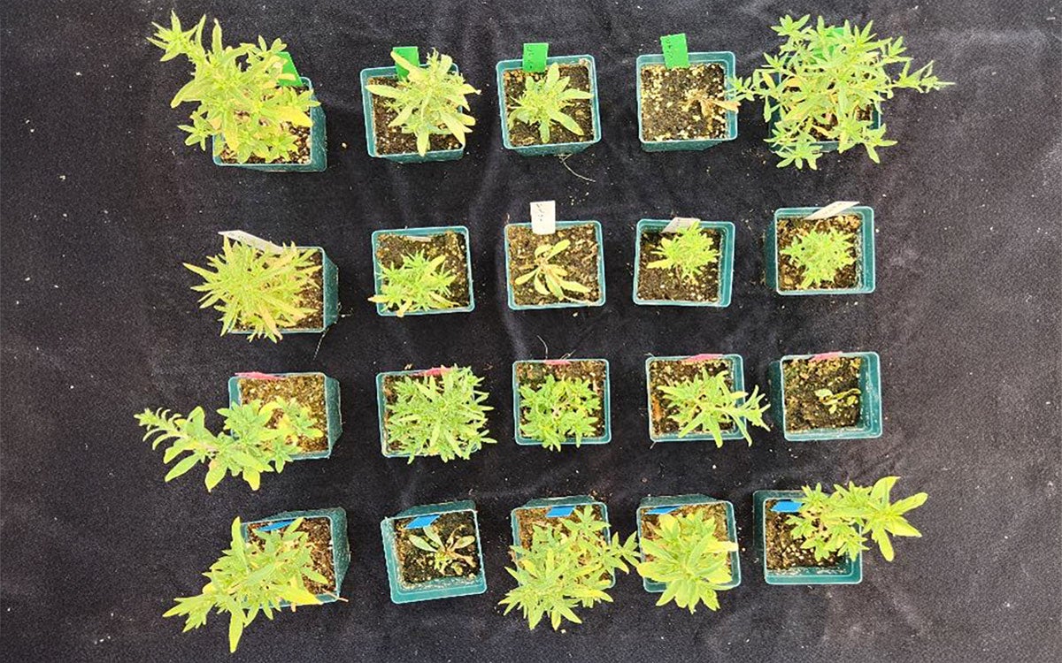 Green to yellow kochia plants within twenty, separate green pots filled with brown soil. Green, white, pink and blue marker stakes are within the pots denoting treatments.