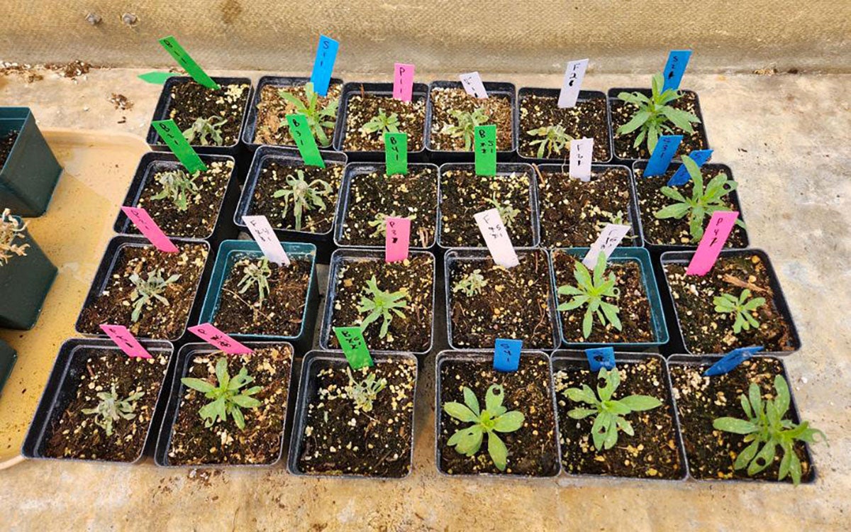 Green to yellow kochia plants within twenty-four, separate black or green pots filled with brown soil. Green, white, pink and blue marker stakes are within the pots denoting treatments.