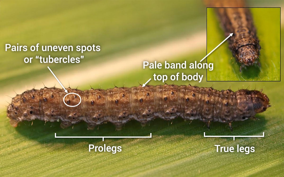 Brown caterpillar with dark spots.