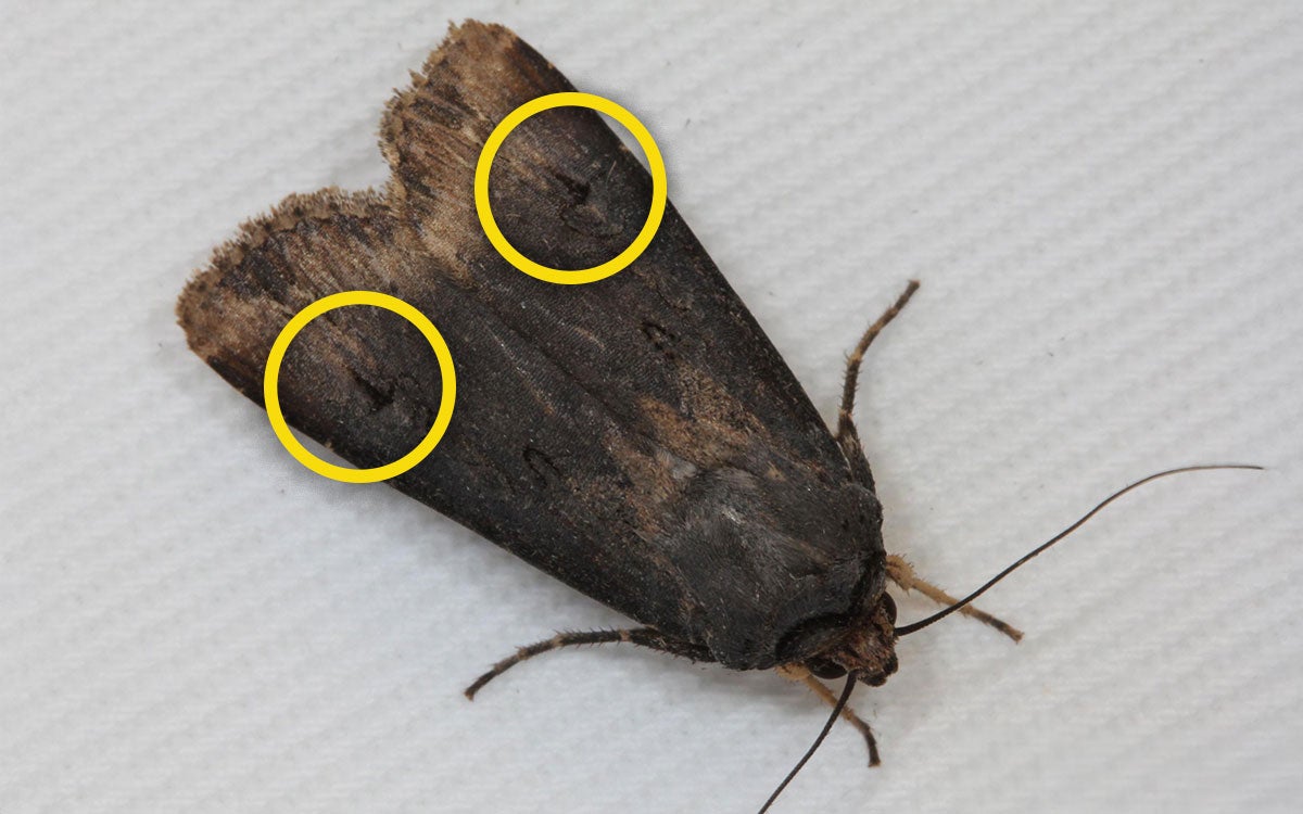 Brown to black moth on a white background. Two, yellow circles highlight black, dagger shaped markings on the moth’s wings.
