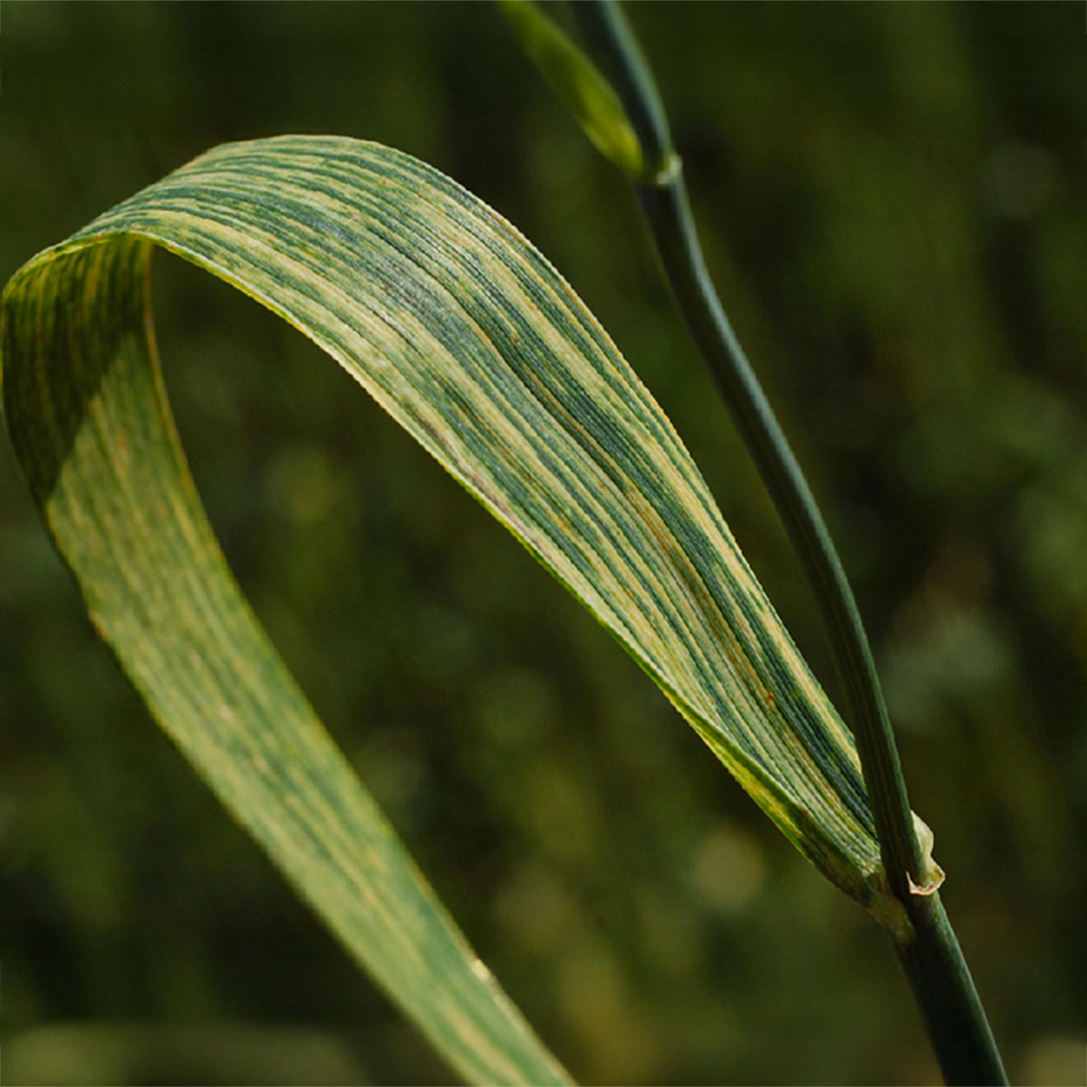 Green wheat leaf with yellow lines/stripes going throughout.