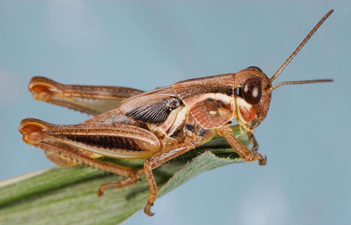 Reddish-brown grasshopper nymph with a white marking from head to abdomen.