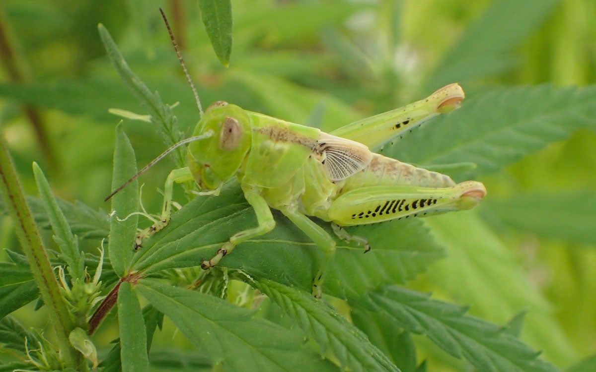 Green grasshopper nymph with black chevrons on the hind femur.