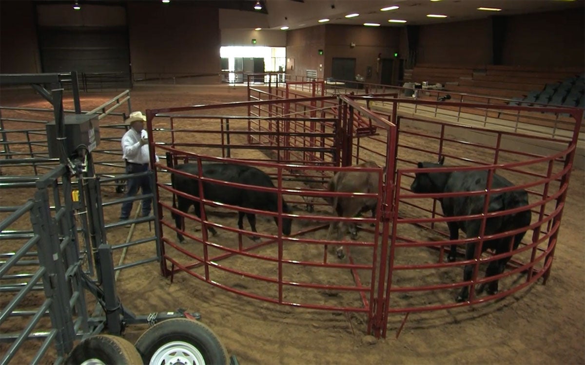 Rancher moving a small group of cattle in a round tub.