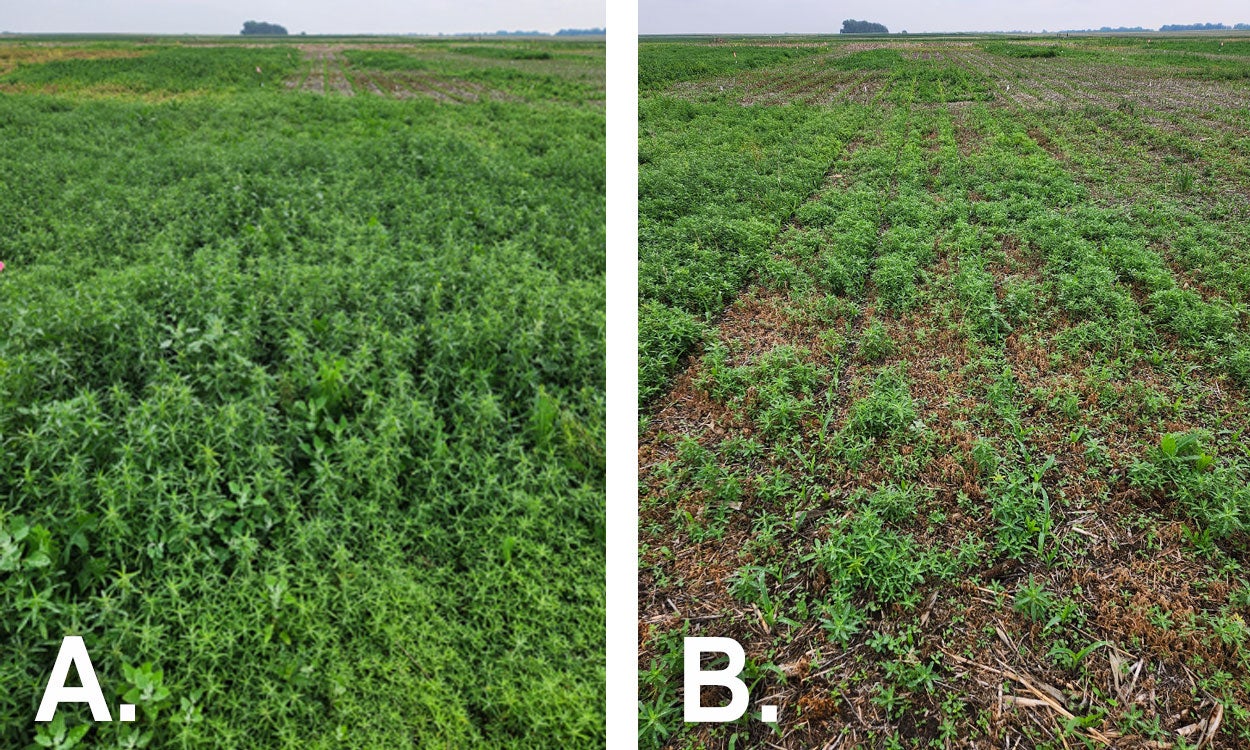 eft: Untreated field. Right: Field treated with Glufosinate.