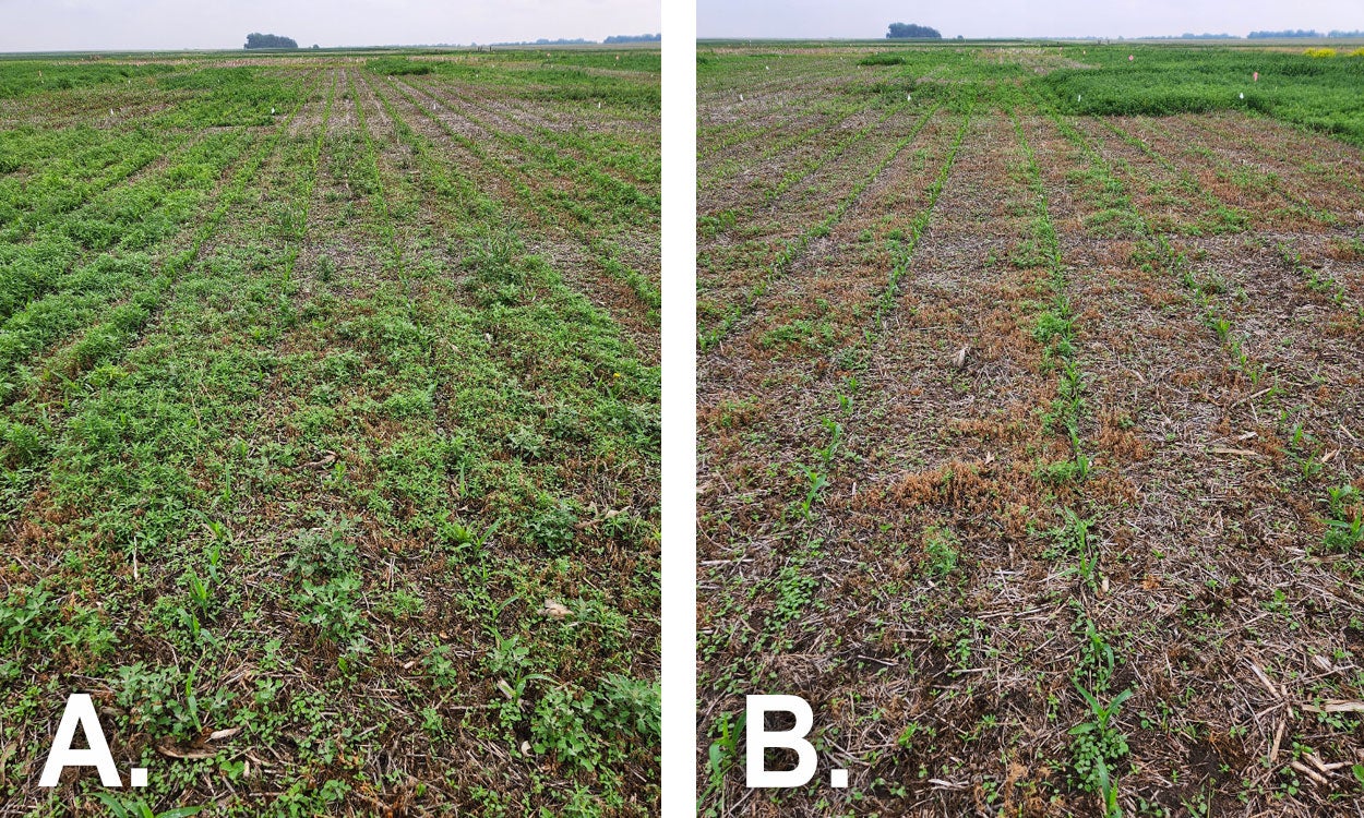 Left: Field treated with Lactofen. Right: Field treated with Glufosinate and lactofen mixture.