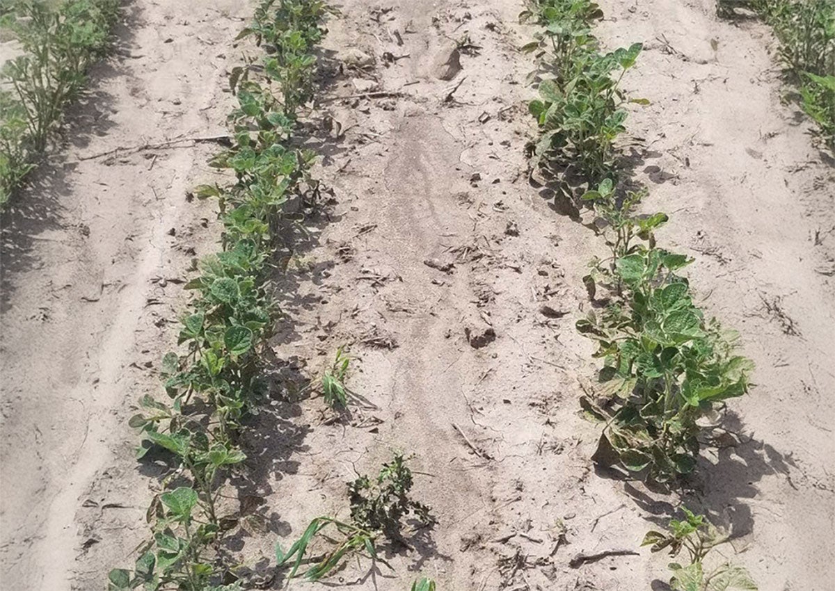 Row of soybean plants showing herbicide damage.