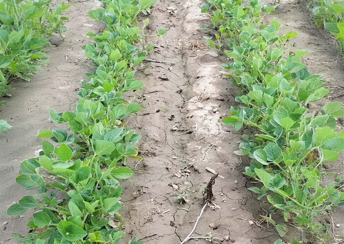 Row of soybean plants exhibiting new, green growth following herbicide damage.