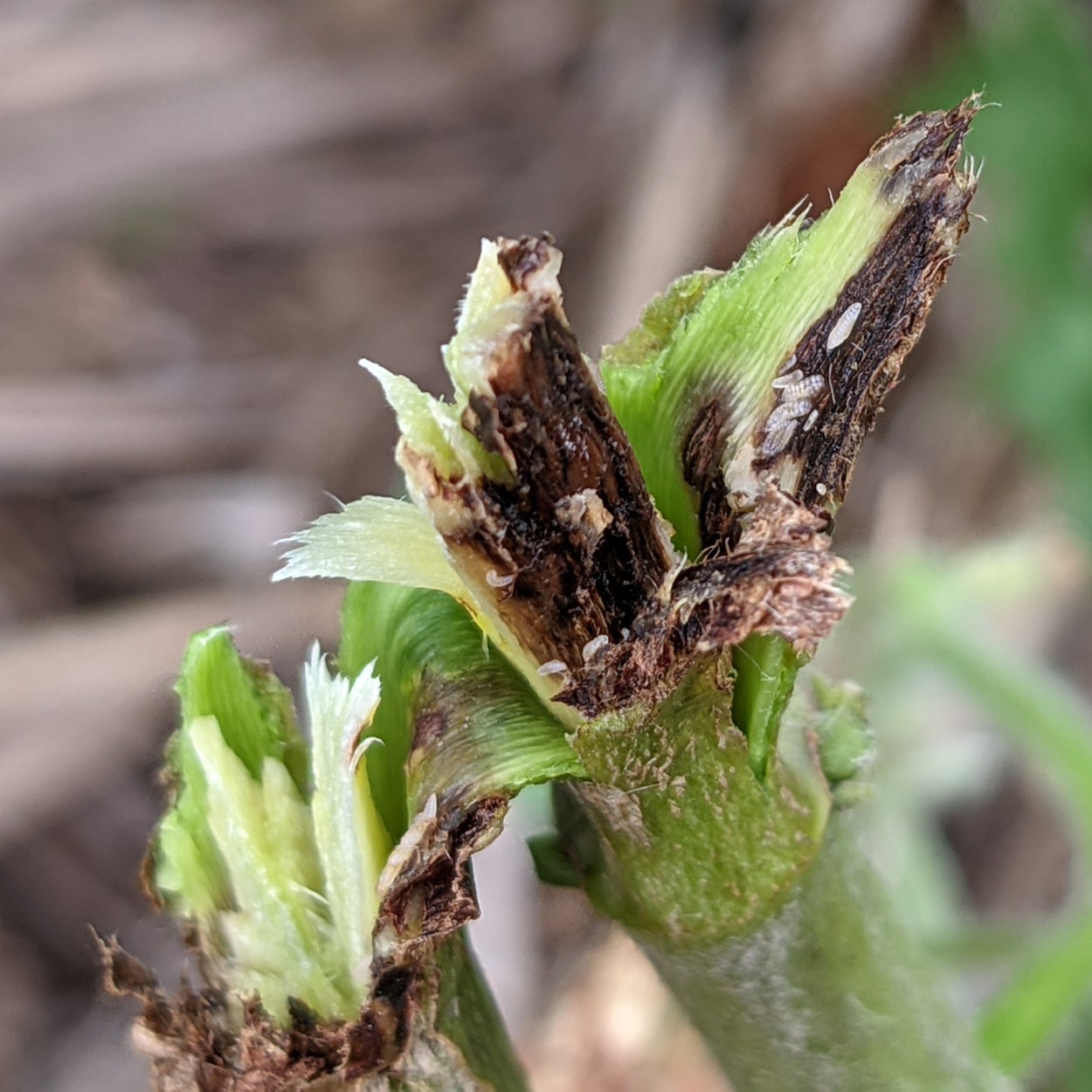 Base of soybean stem with small, translucent white larvae present under the epidermis.