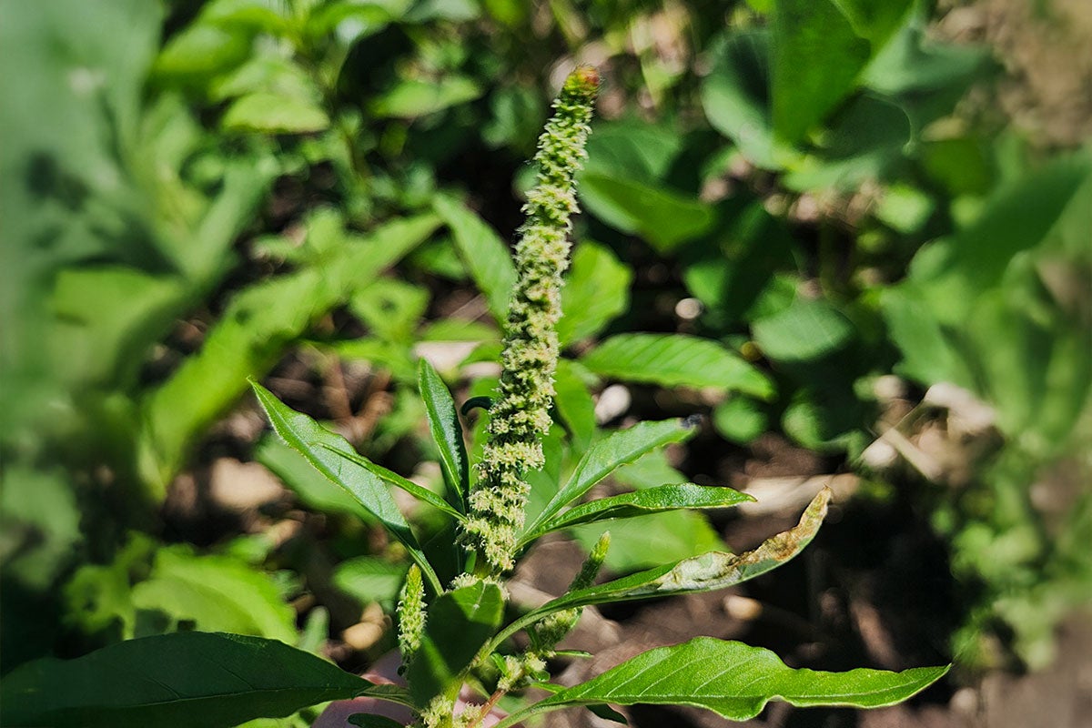 Green flowers and leaves of a female waterhemp plant. 