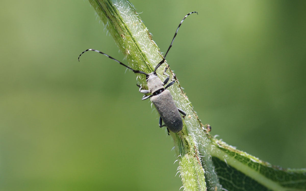 Gray beetle with long antennae.