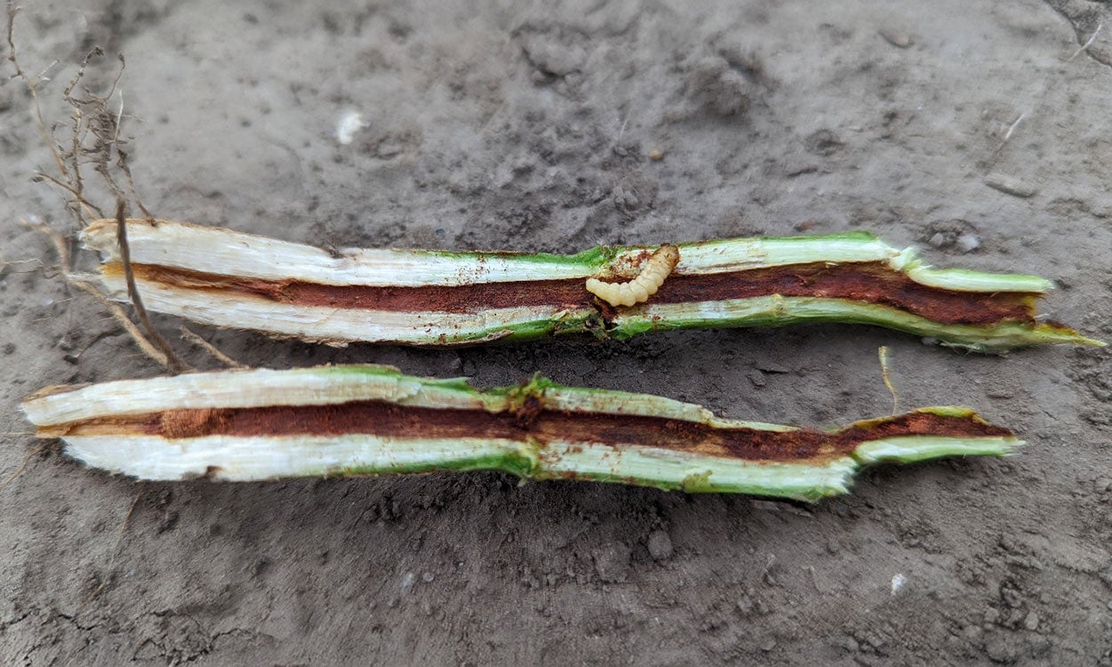 Cream colored larvae on white and green soybean stem on brown dirt.