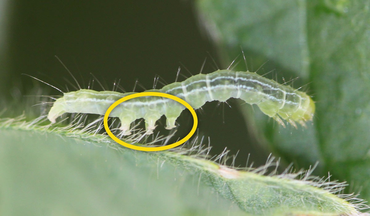 Green caterpillar with white stripe on side of body on a green soybean leaf.