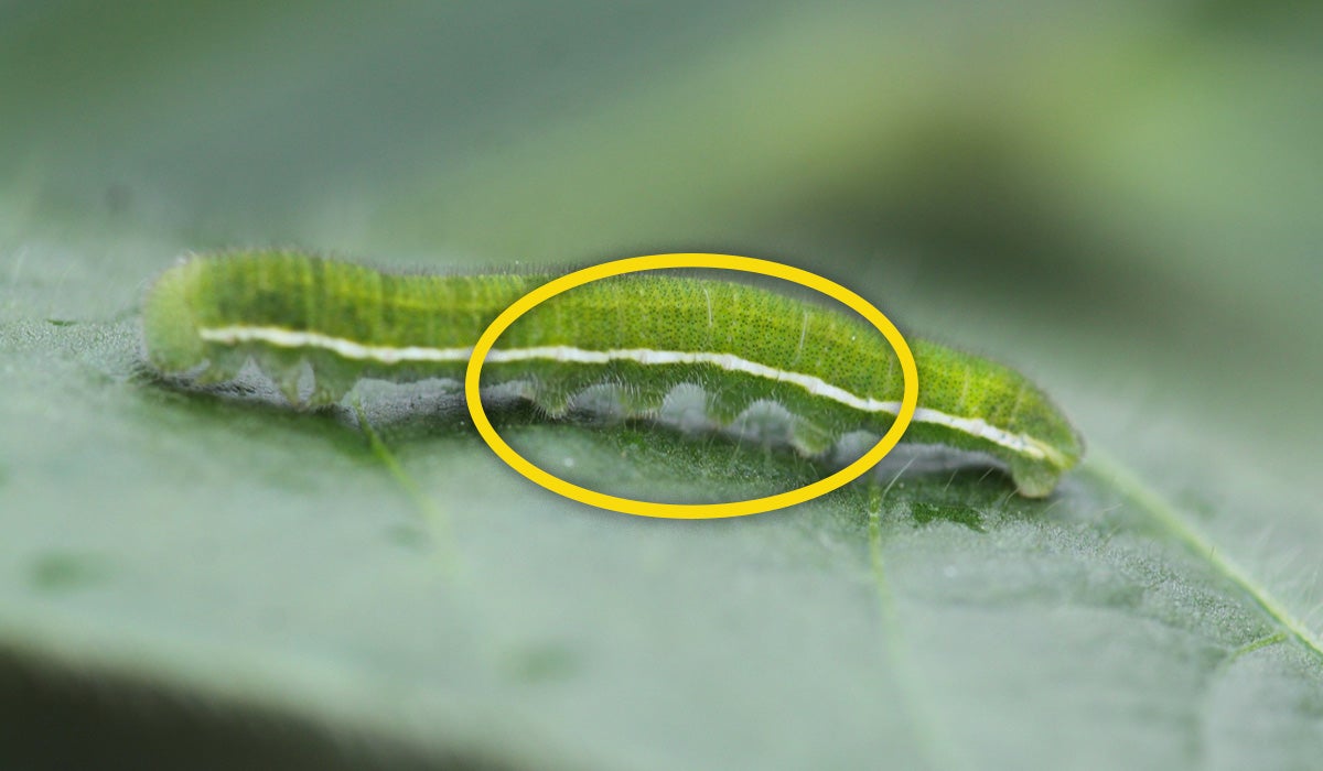 Green caterpillar with white stripe on side of body on a green soybean leaf.
