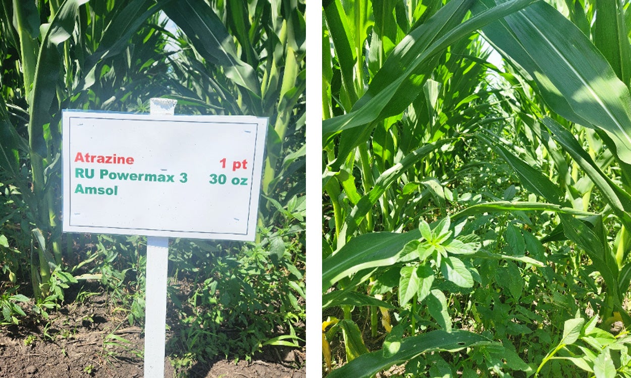 Left: Sign indicating a simple corn herbicide program. Right: Weeds growing throughout the same field.