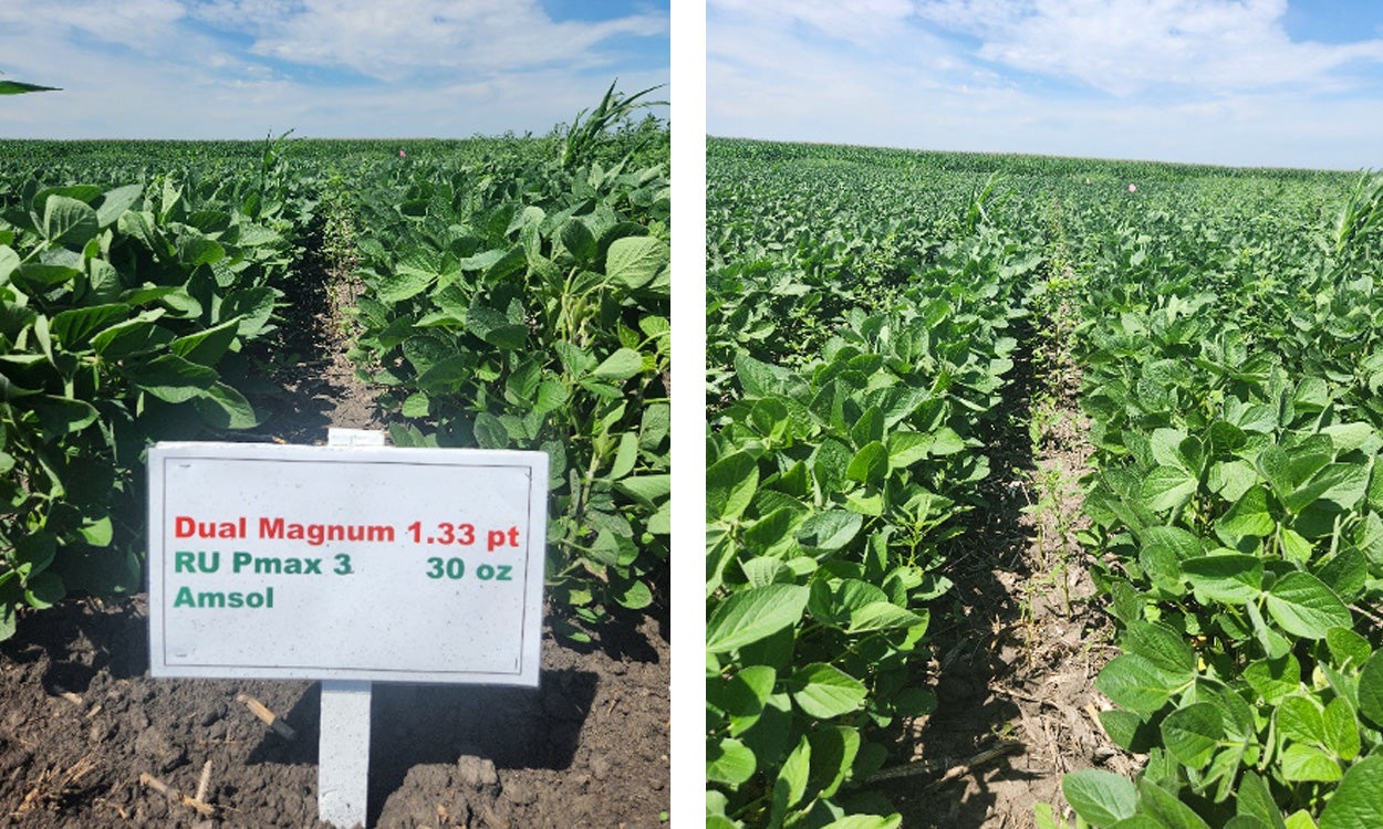 Left: Sign indicating a simple soybean herbicide program. Right: Weeds growing throughout the same field.