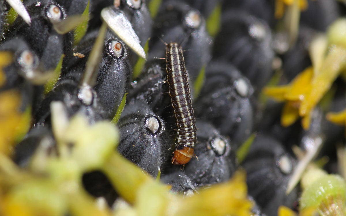 Black caterpillar with an orange head capsule crawling on developing sunflower seeds.