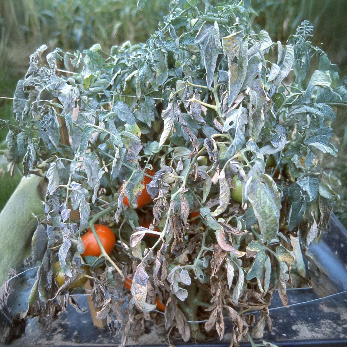 Tomato plant with severe powdery mildew symptoms.