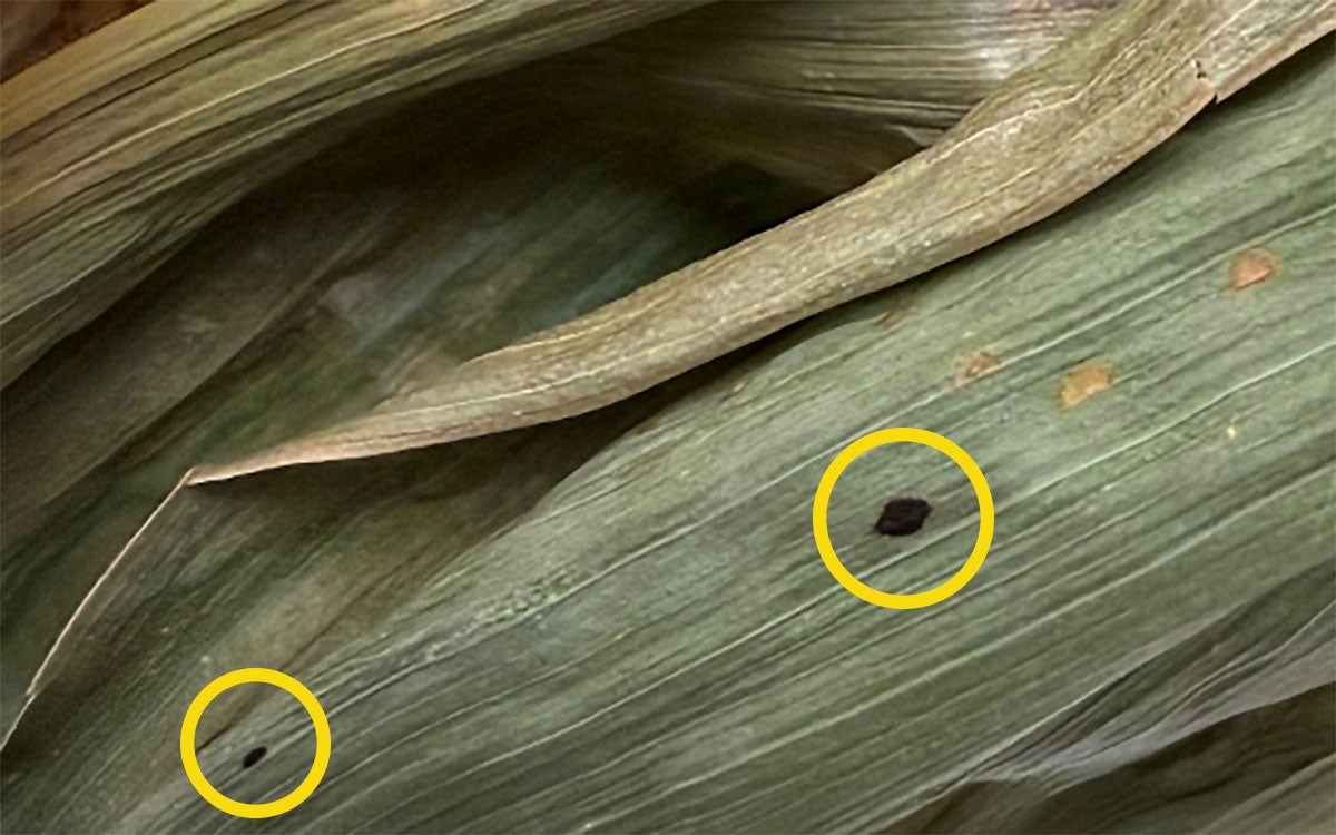 Light green to brown corn leaf with black spots indicated by yellow circles.