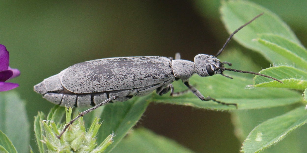 Gray beetle on a green alfalfa leaf.