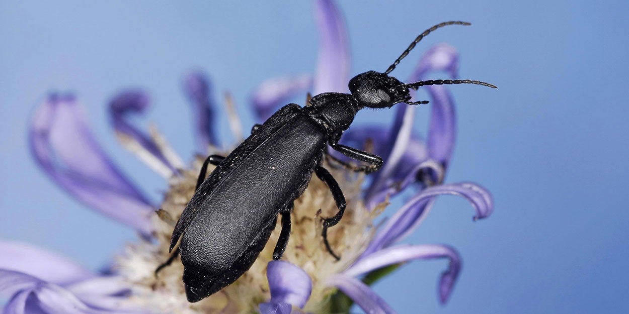 Black beetle on a purple flower.
