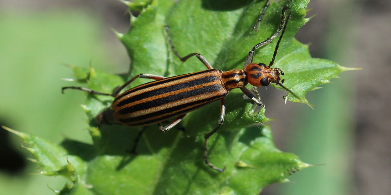 Orange and black striped beetles on a green leaf.
