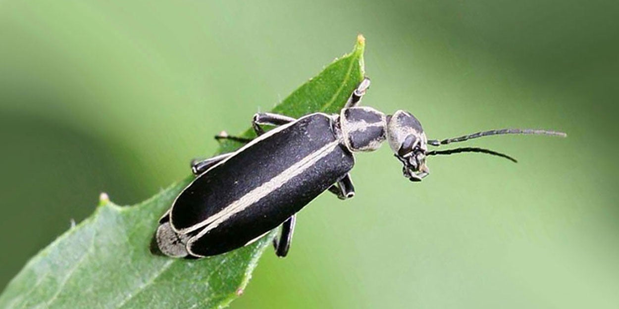 Black beetle with gray margins on green leaf.