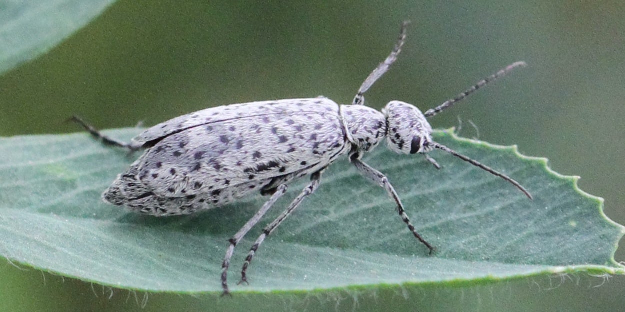 Gray beetle with black spots on a green alfalfa leaf.