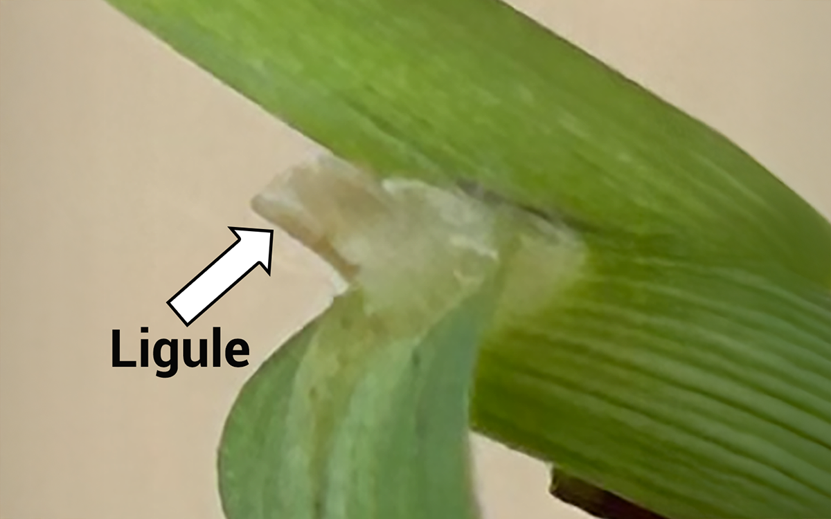 Smooth crabgrass sample with a label pointing out the ligule.