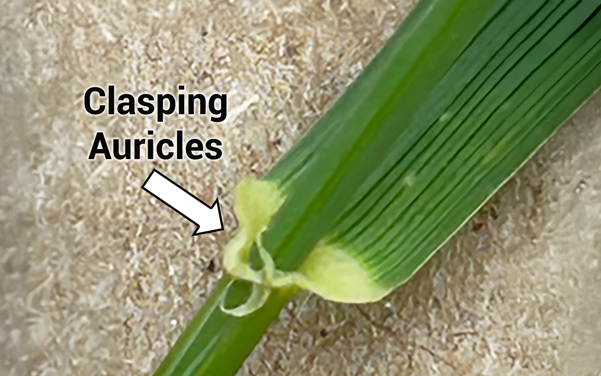 Quackgrass sample with a label pointing out the clasping auricles.