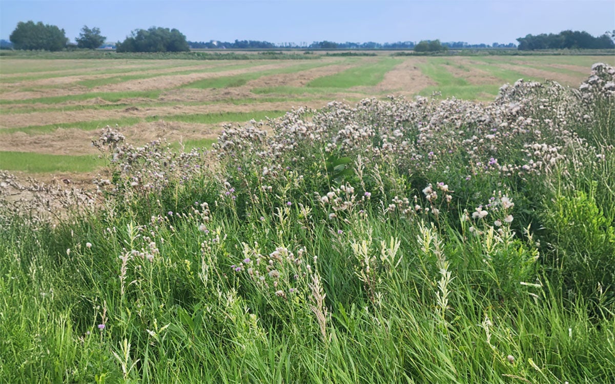 Various green plants with whitened Canada thistles in the background.
