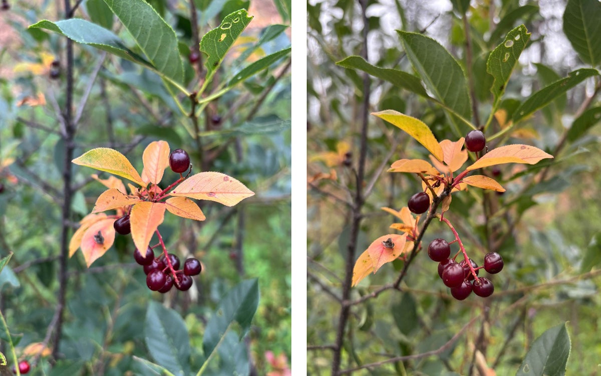 Two fruiting chokecherry plants infected with X-disease.