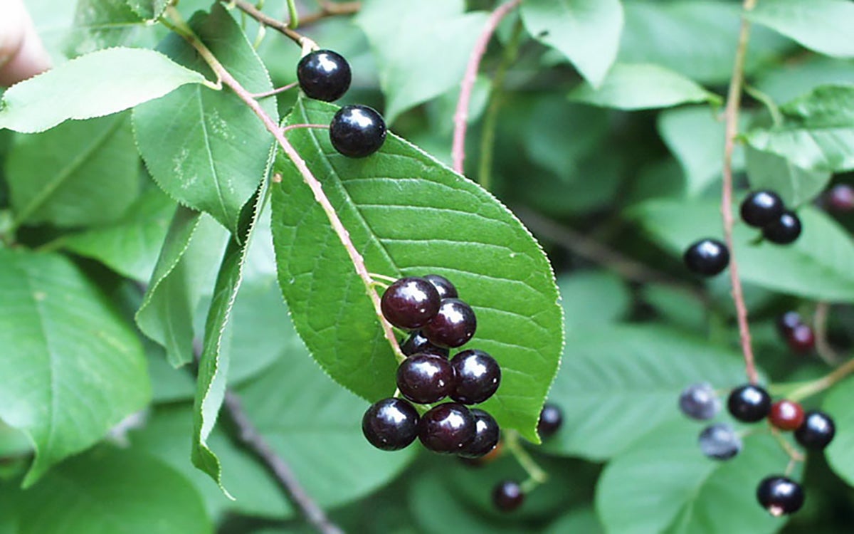 Healthy fruit and foliage on a chokecherry plant.
