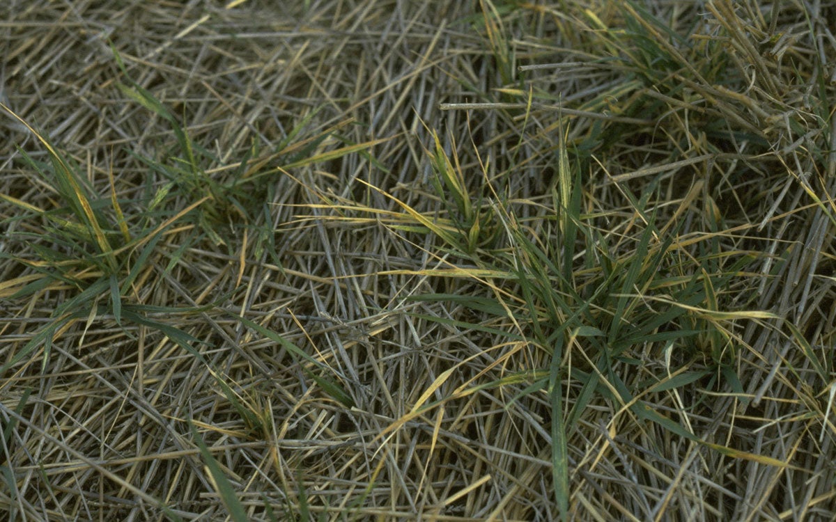 Tan wheat residue with green to yellow wheat plants throughout.