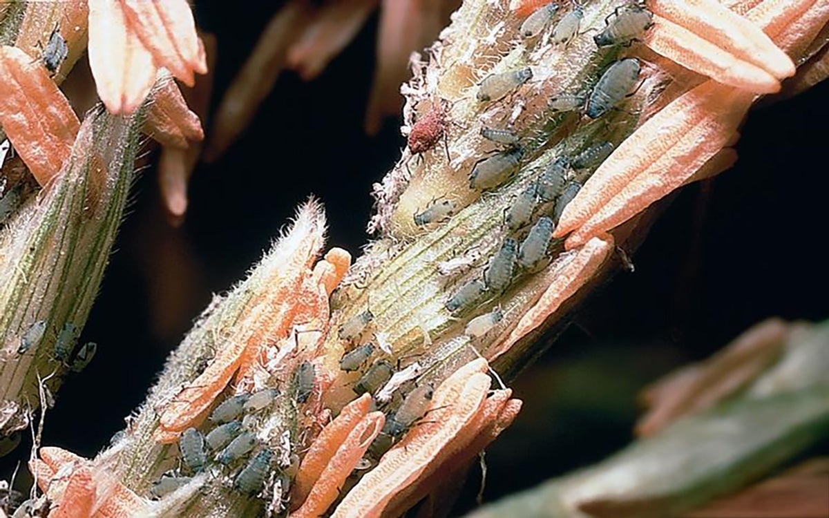 Blue green aphids present on a corn tassel.